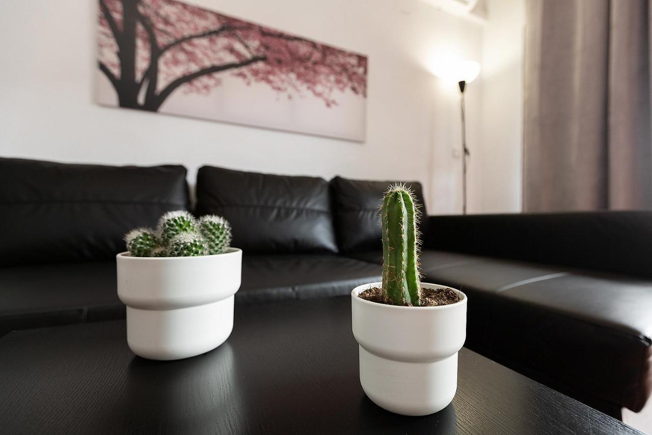 Monko Cactus *